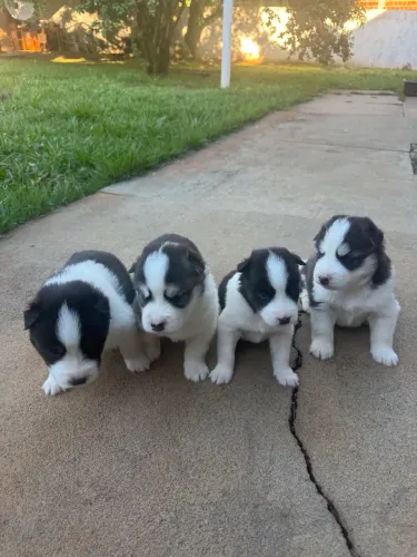 Filhote de cachorro Husky Siberiano puro com Pedigree
