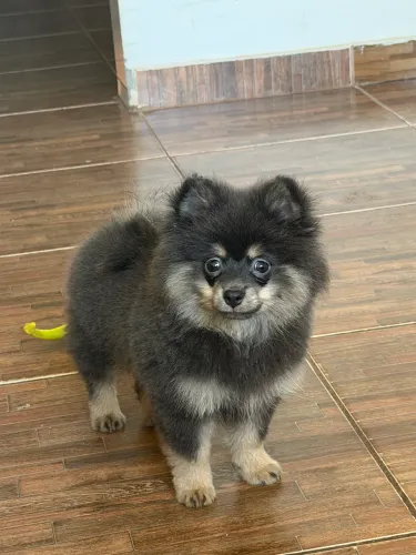 Lulu da pomerania