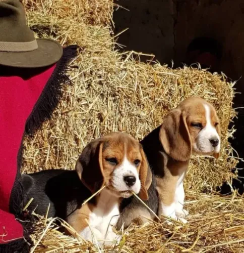 Filhotes de Beagle | Fofura todos os dias.