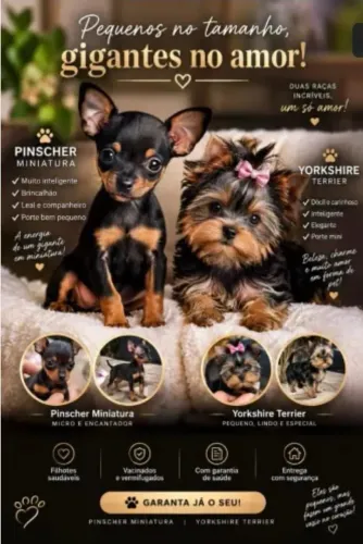 Belíssimos filhotes de Yorkshire Terrier,Pinscher miniatura 0