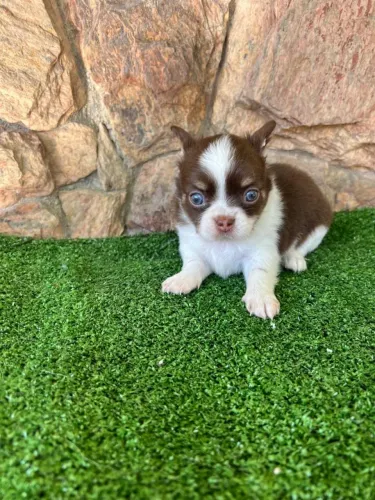 Chihuahua macho pêlo longo chocolate, branco e castanho.45 dias de fofura!