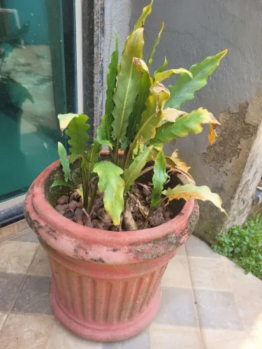 Planta