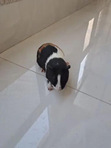 Porquinho da Índia
