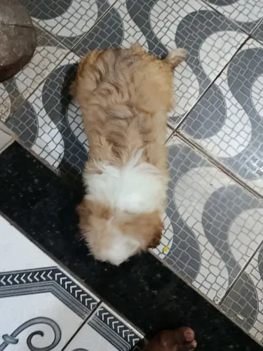 Shih tzur
