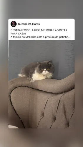 Gato desaparecido 
