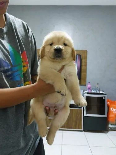 Golden retriever um filhote que vale por mil declarações 