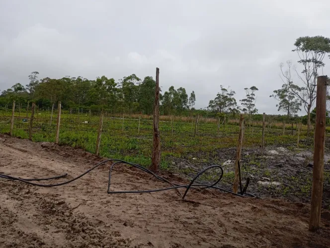 Pequenos reparos e jardinagem
