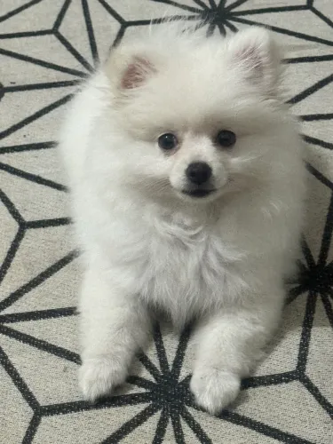 Vendo Lulu da Palmeira | Spitz Alemão
