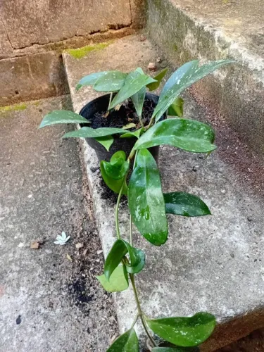 Muda de flor de cera