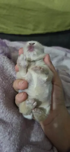 Coelhinhos mini Lion head