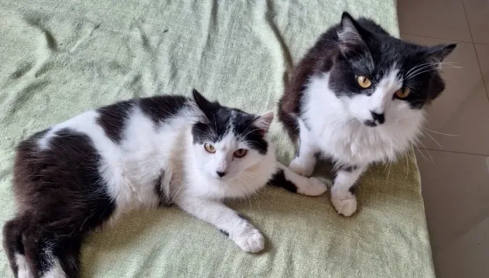 Doando gatinhos