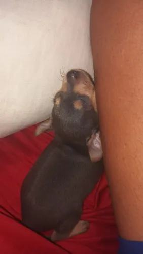 Pinscher macho n1