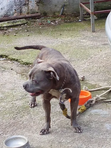 Doação de Pitbull