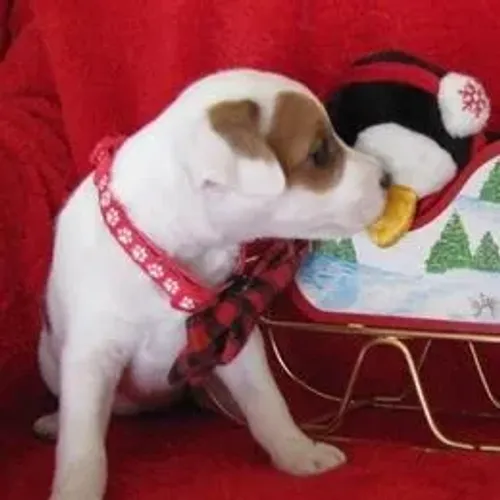 Jack Russell Terrier,Jack Russell Terrier Filhote Selecionado Alta Procedência