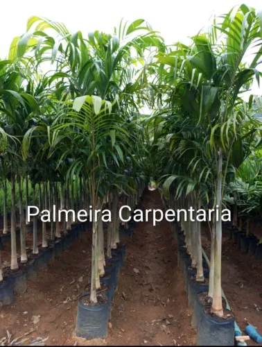 Palmeira Carpentaria