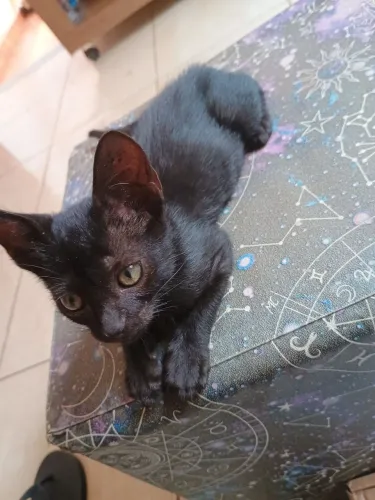 Adoção Responsável 