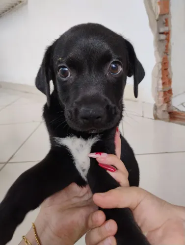 Cachorro cane Corse