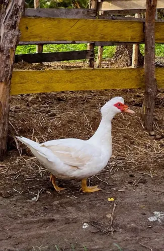 Patos