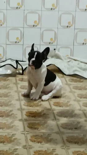 Cachorro Bulldog francês