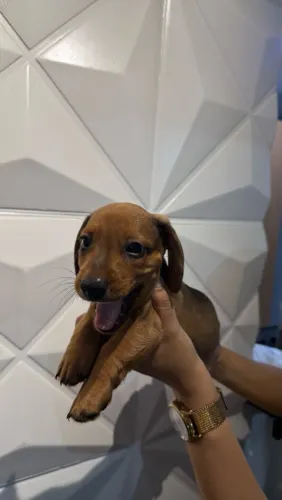 Vendo filhote de Duchshund marrom!