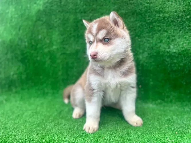 Husky siberiano O filhotinho que vale o prêmio da pescaria