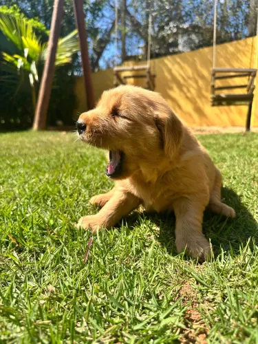 Golden retriever Casal Lindo