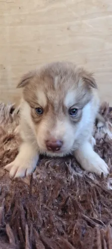 ? Ninhada de Husky Siberiano | Reserve Seu Novo Companheiro