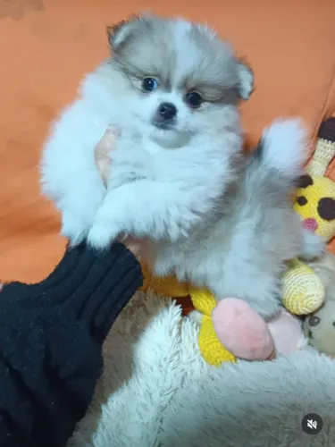 Spitz Alemão fêmea