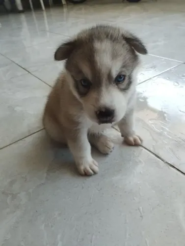 Filhotes de Husky Siberiano | Espírito brincalhão.