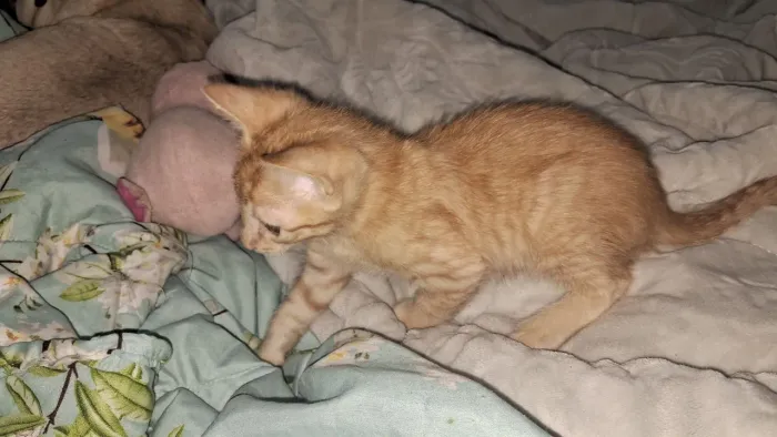 Doa gatinho laranja