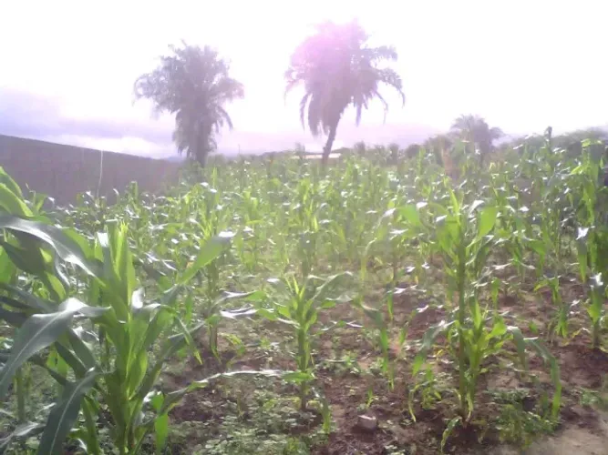 Terreno em Jacobina, no Barro Branco: 11,6m x 35m, 406m2
