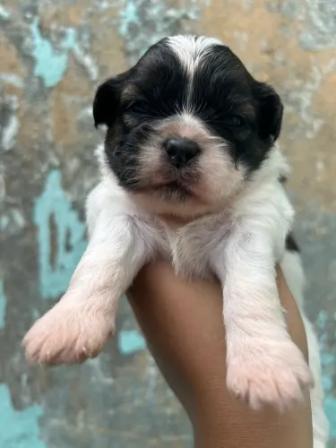 Filhote de shih tzu e pinscher 