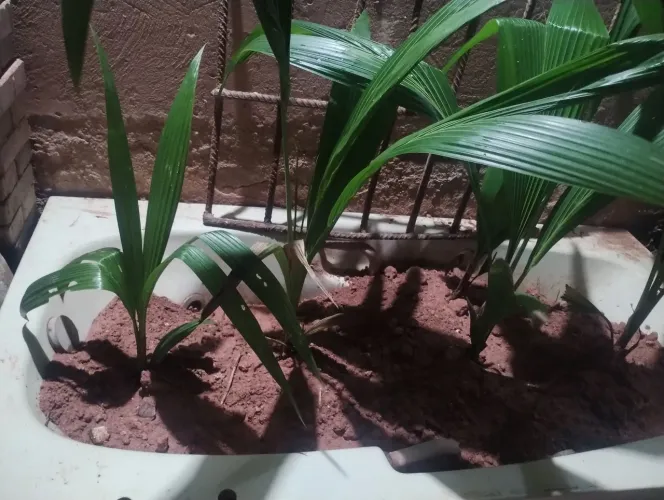 Mudas de coco grande RS apartir de 40