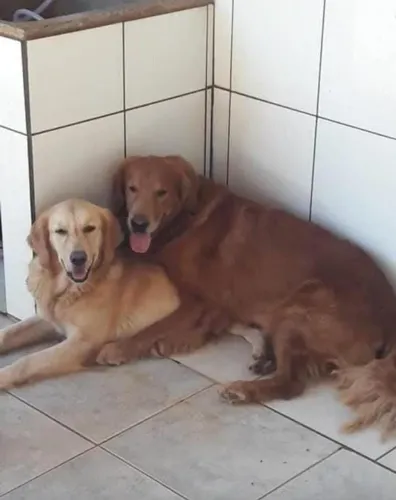 Golden Retriever
