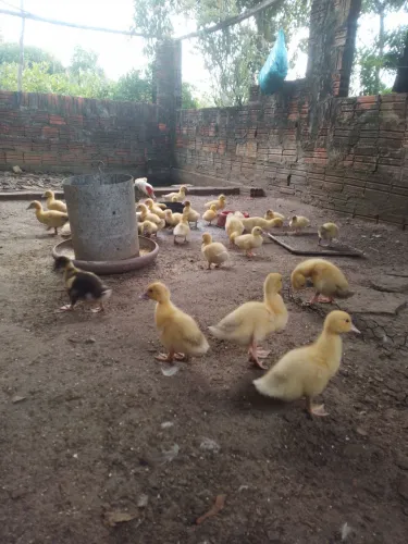 Vendo filhotes de Patos