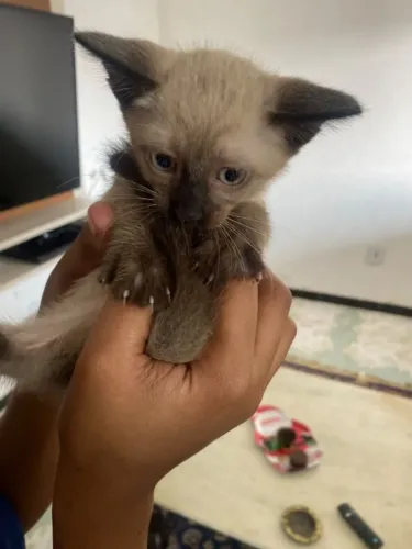 adoção gato