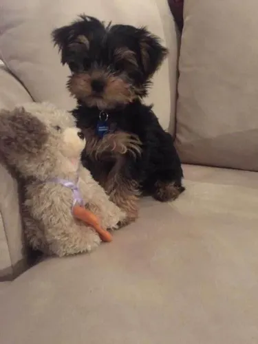 Filhote Yorkshire Terrier, Felicidade Verdadeira Tem Focinho Molhado!