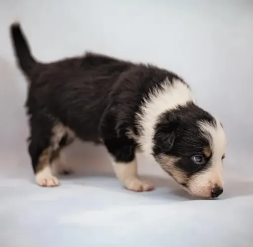 Filhotes de Border Collie | Muito carinho em um só pet.