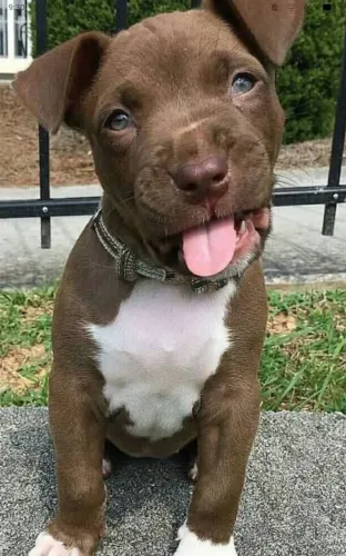 Pitbull Filhote Forte e Saudável