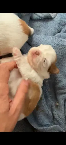 Shihtzu Fêmea Para Reserva Entregue Com 45 Dias De Vida!