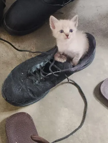 Gato para adoção de 1 mes de vida.
