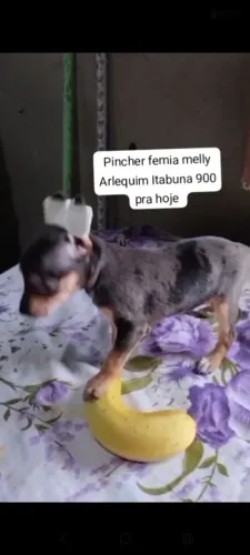 Pincher