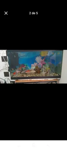 Vendo completo 500 reais mais informações *