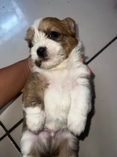 Doação de Filhote de Shih Tzu Shitzu - WhatsApp na descrição