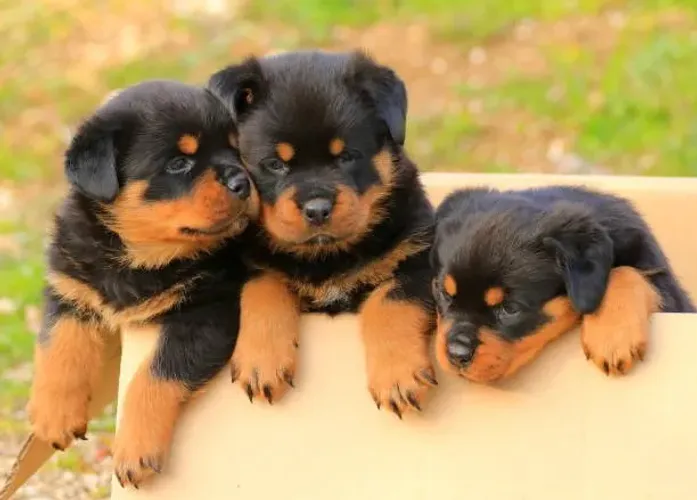 Filhotes de Rottweiler Disponíveis ?