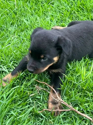 Filhote de rottweiler