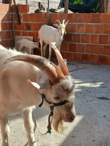 Casal e filhote de cabra de raça sanii