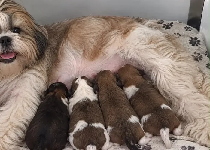 Doação de filhotes de shih tzu