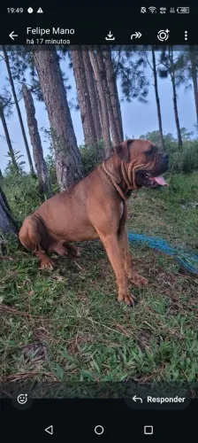Lindo demais