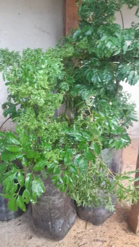 plantas ornamentais 